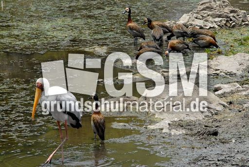 Witwenpfeifgans (2 von 3).jpg